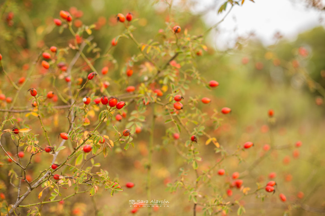 sesion-fotos-familiar-infantil-lleida_MG_2283