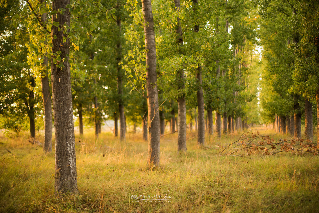 sesion-fotos-familiar-infantil-lleida_MG_2377