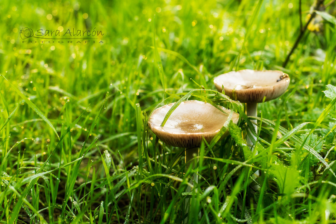 sesion-fotos-familiar-balaguer_MG_3648