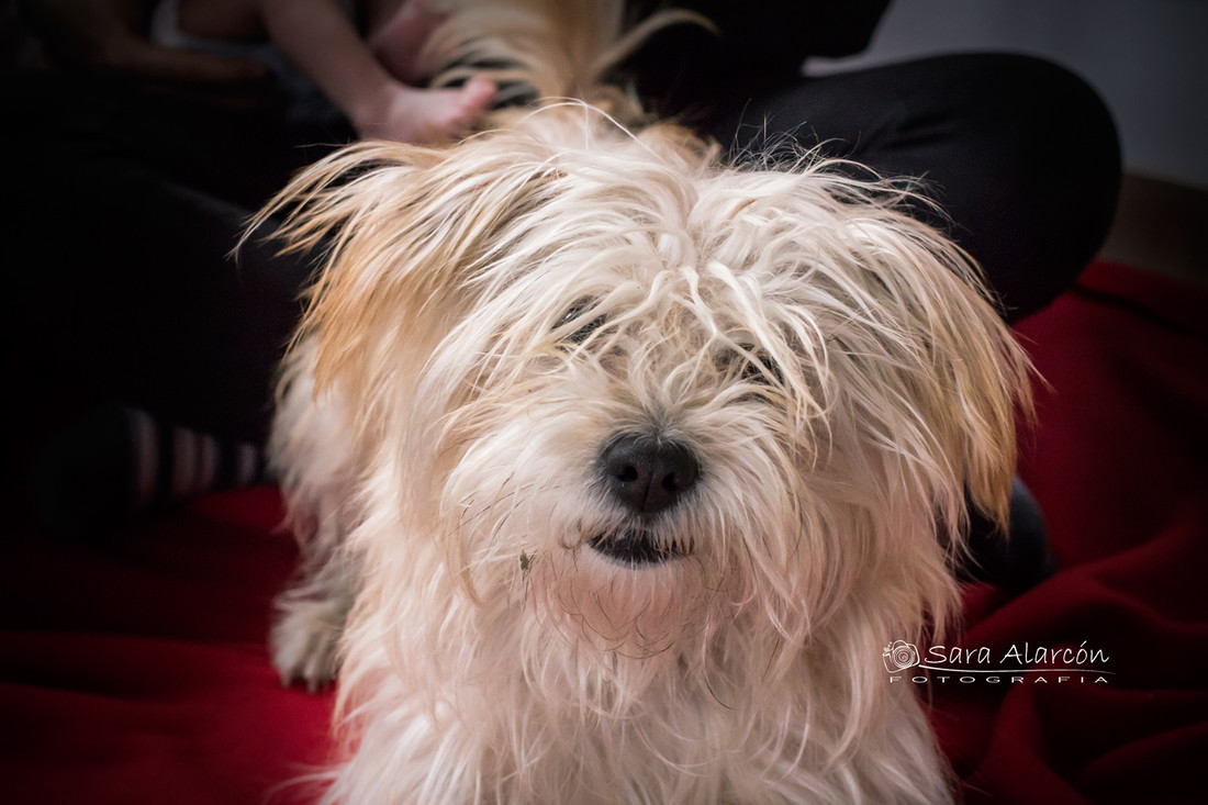 sesion-familiar-lleida_MG_8305