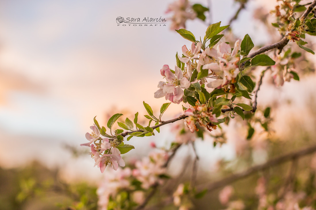 flor-cerezo-fotografo-lleida_MG_2376