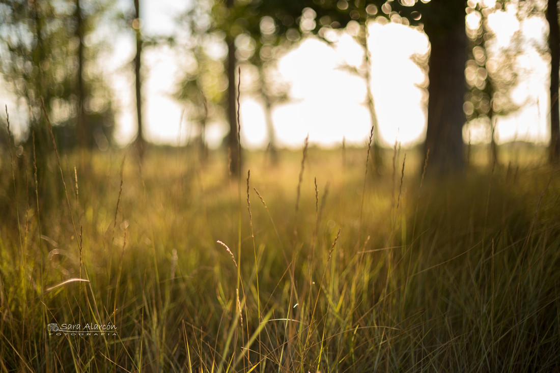 sesion-fotos-embarazo-familiar-lleida-balaguer_MG_1017